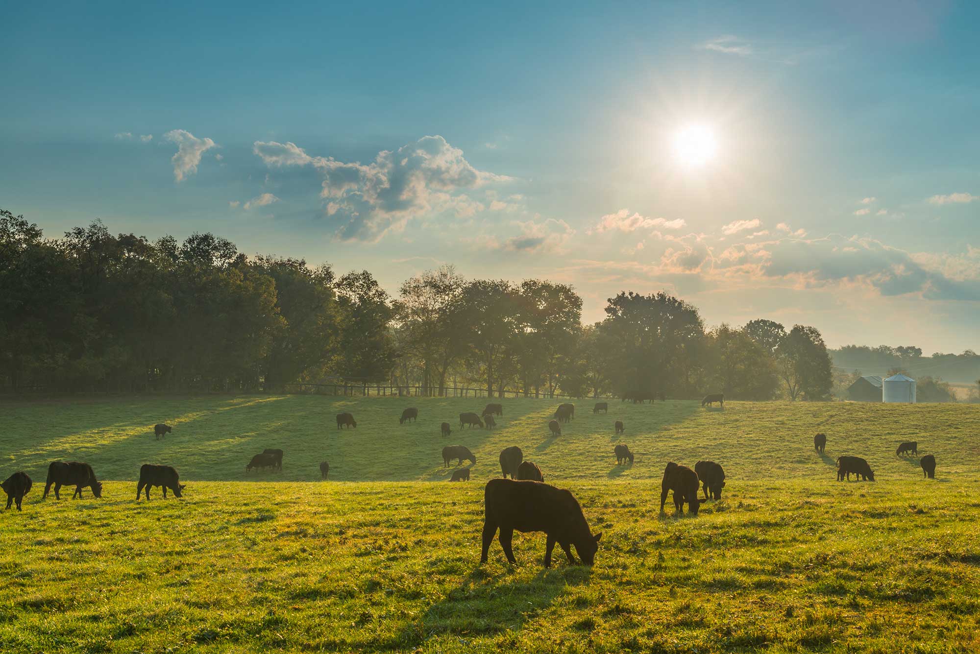 Cargill launches BeefUp Sustainability to reduce emissions | AGDAILY