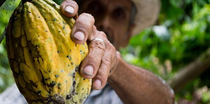 Cocoa and Continuity: Ageing in the Ghanaian Cocoa Sector | Oxford Institute of Population Ageing
