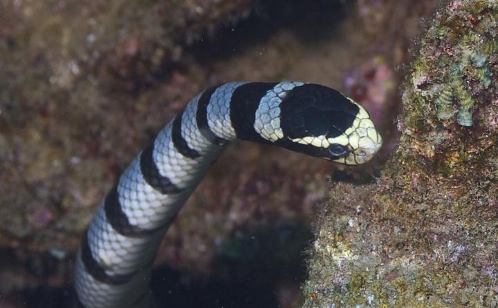 Belcher sea snake, the world's most venomous snake | amazing.zone