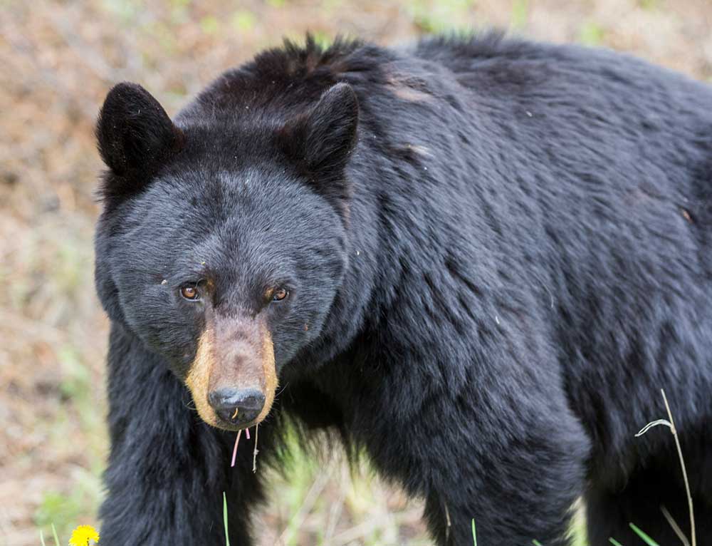 Colorado Black Bear Killed with Pellet Gun in 2024
