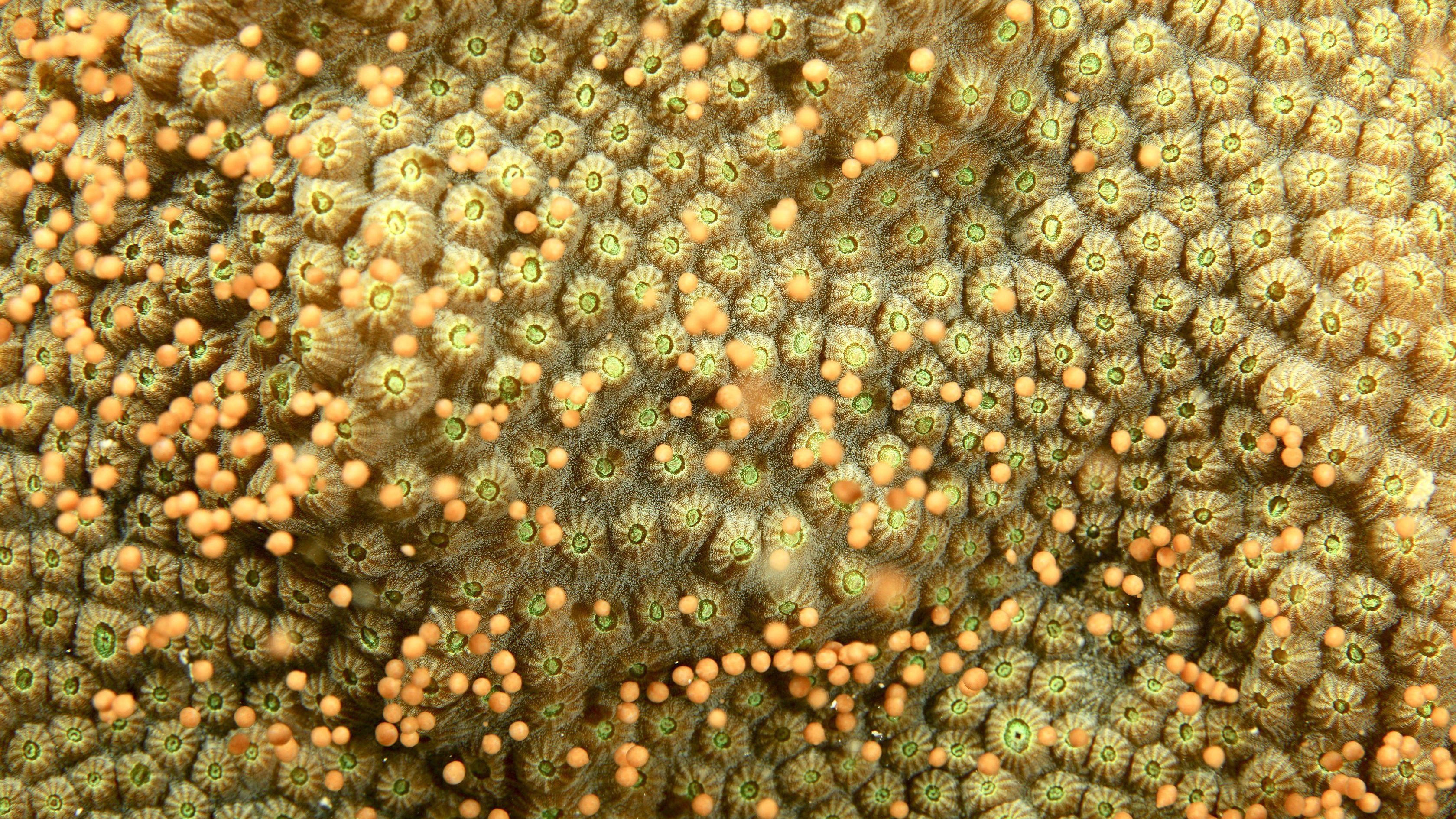 Moonlit coral spawning event will shed light on coral resilience in the Florida Keys - NOAA/AOML