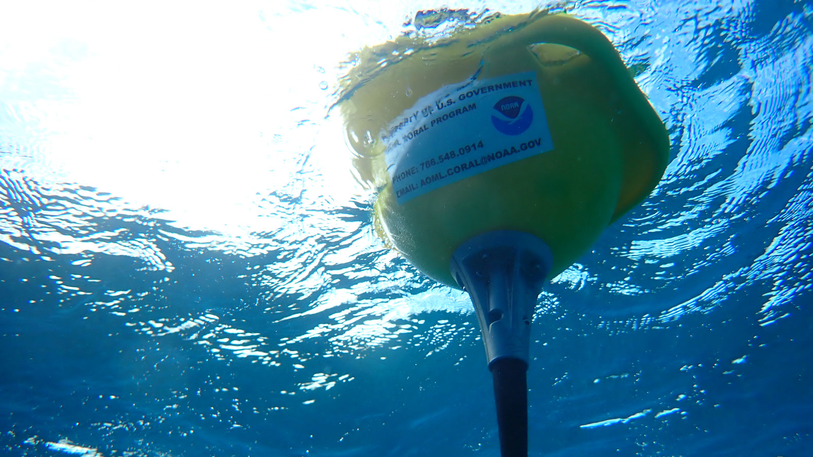 Scientists at AOML monitor the impacts of ocean acidification on reefs with new series of buoys - NOAA/AOML