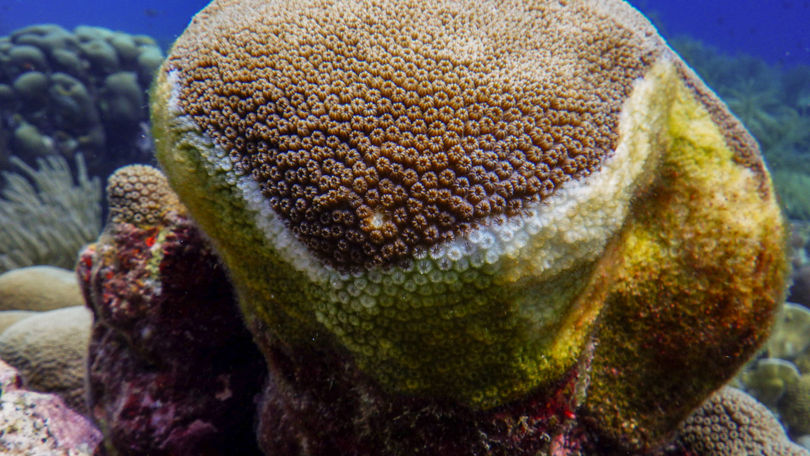 New study shows the aftermath of a deadly coral disease on the coral reef microbiome - NOAA/AOML