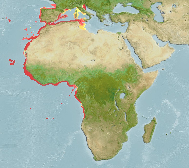 Epinephelus costae -Atlante - Laguna Project