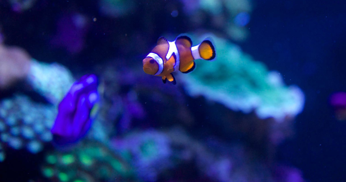 Aquarium of the Bay | Explore, Engage, Experience | San Francisco