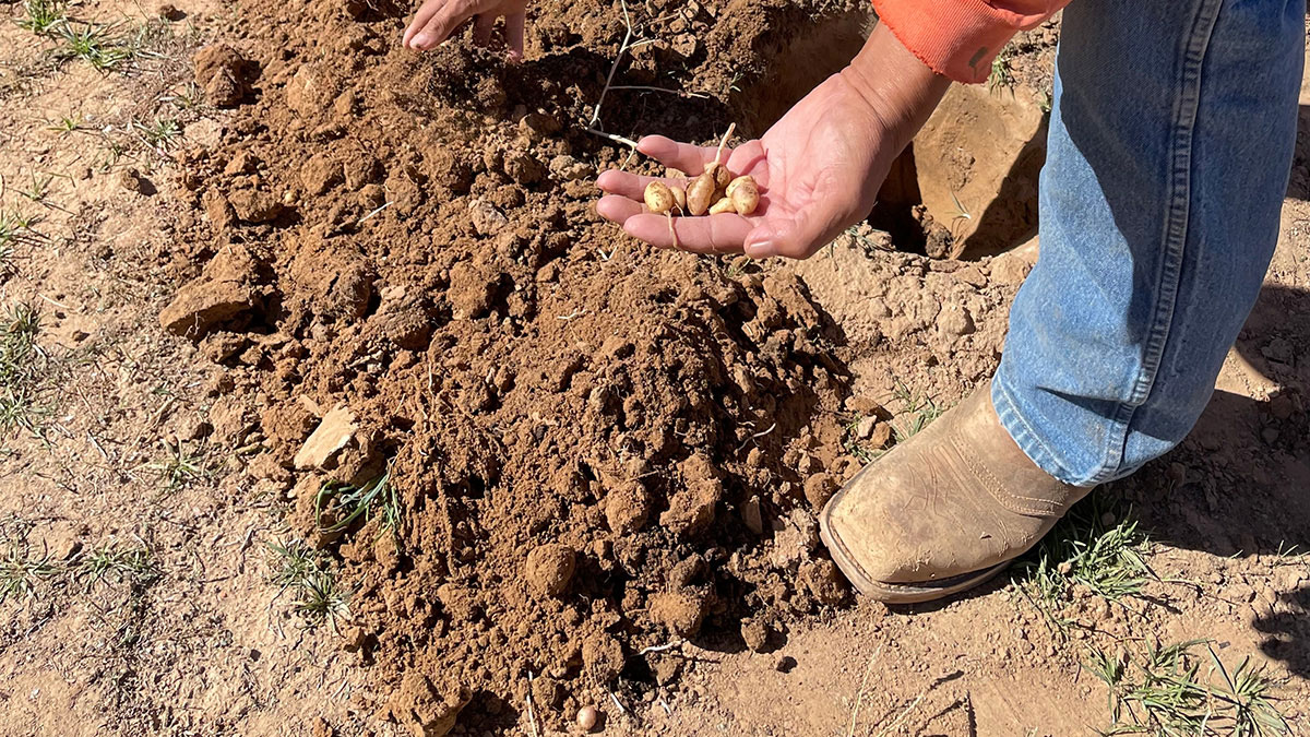 A potato changes the agricultural story in the American Southwest
