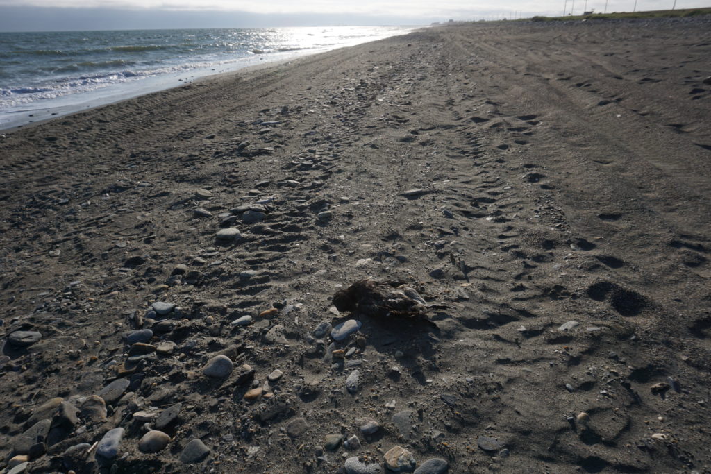 How an accelerated warming cycle in Alaska's Bering Sea is creating ecological havoc - ArcticToday