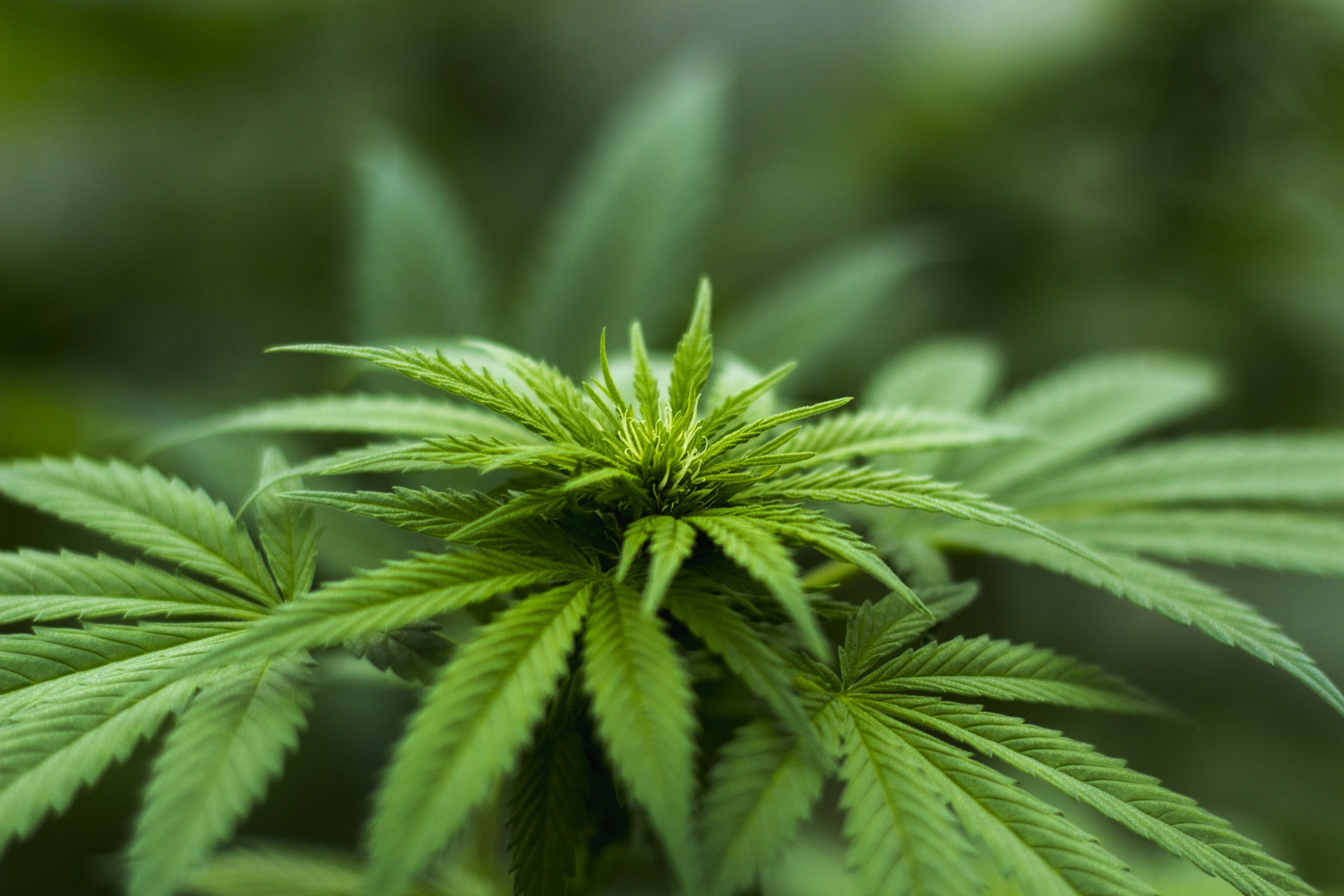 Ashland City Council bans cannabis-related commercial business