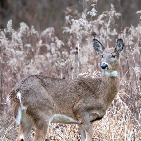 Fatal deer disease cases increase in north central Ohio
