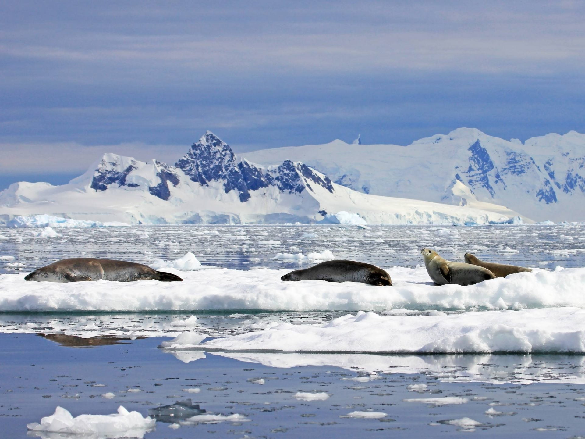 Marine protected areas - Antarctic and Southern Ocean Coalition