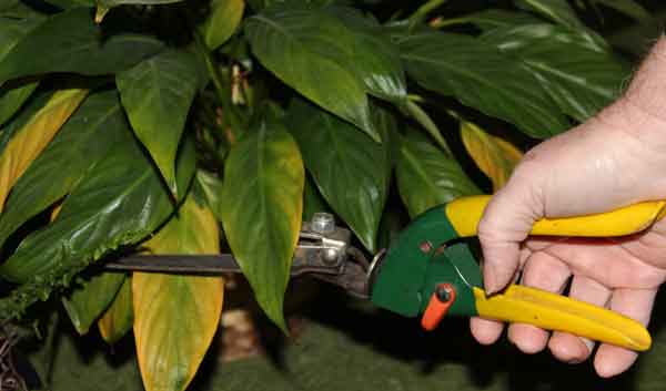 Pain Free Tips for Gardeners Part 2