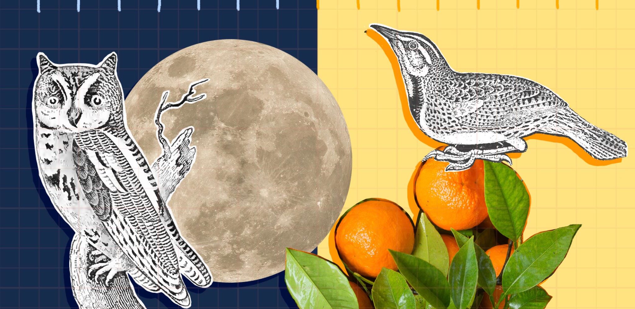 Night owl or early bird? Discover your circadian personality - Work Life by Atlassian