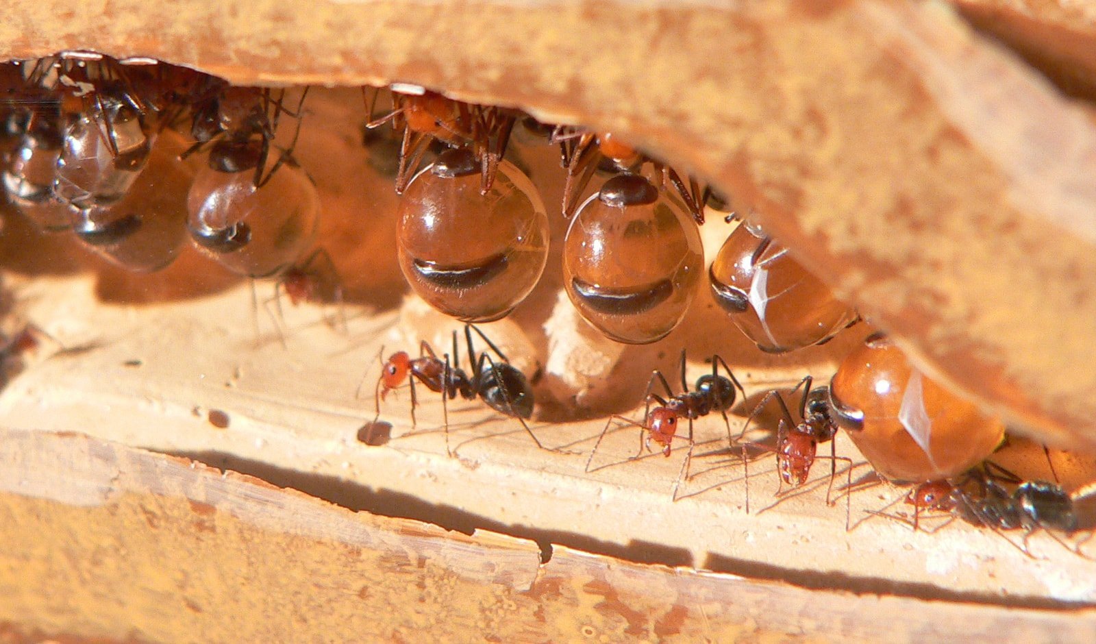 Wasps, bees and ants: nature's honey makers - Australian Geographic