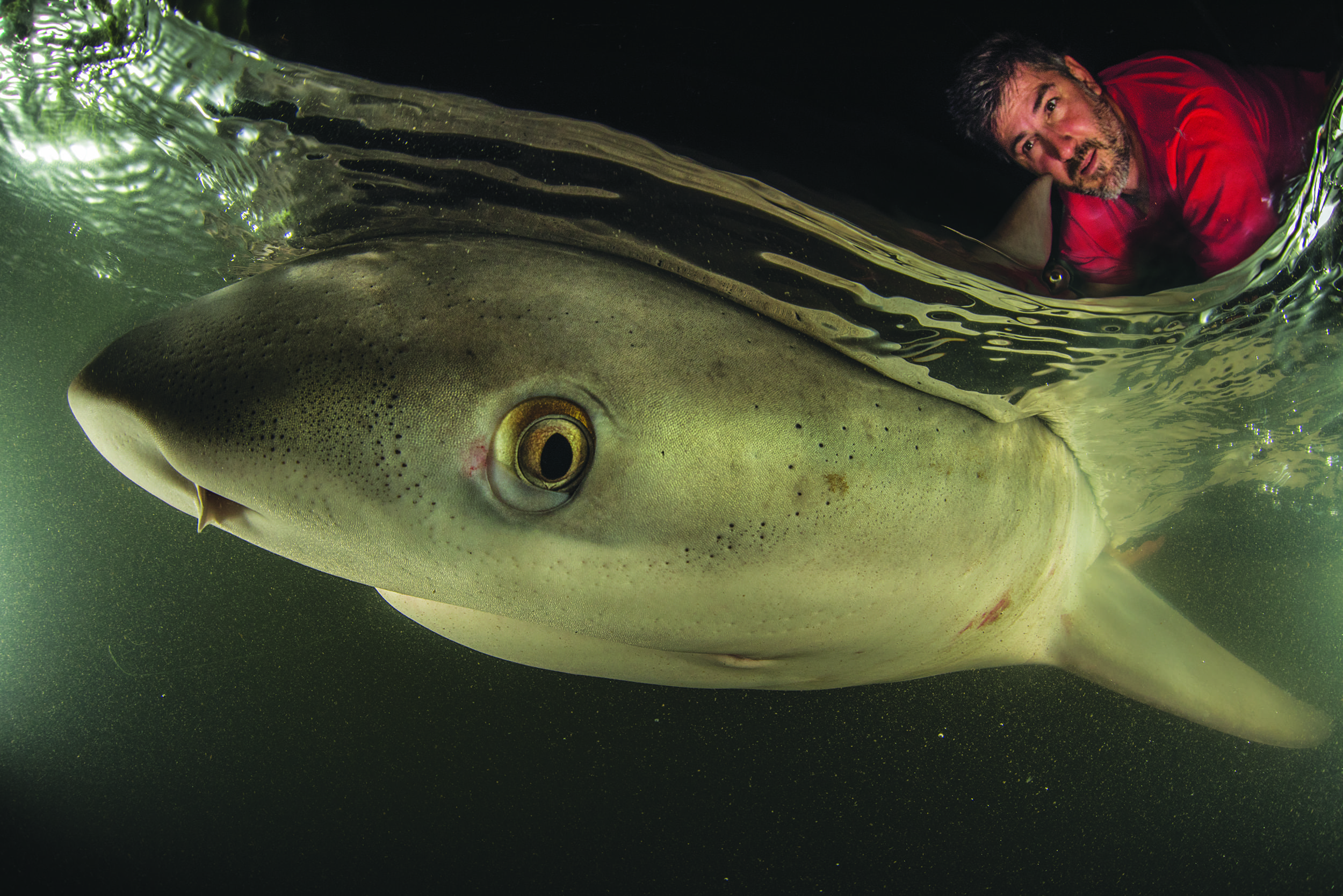 Bull sharks: fact from fiction - Australian Geographic