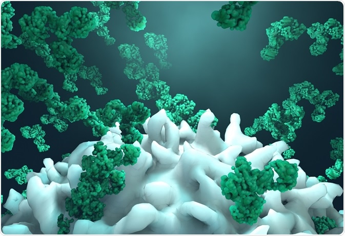 Improving Antibody Affinity Using CRISPR