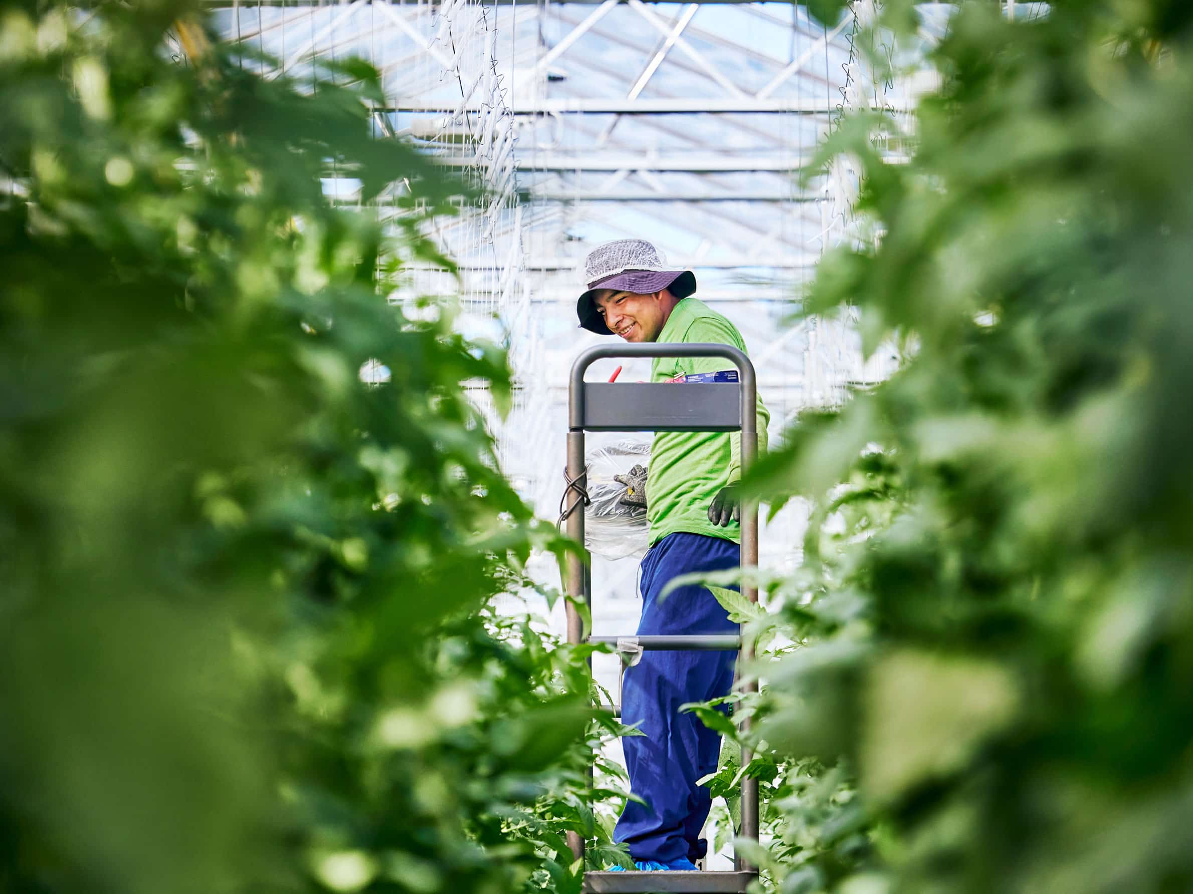 Backyard Farms - How We Grow