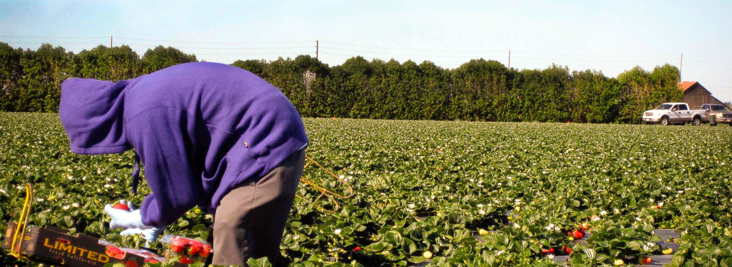 Farmworker Awareness Week and 'Food Chains': Inching Towards Justice | Blog | Bon Appétit Management Co.