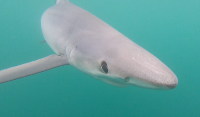 Hatfield Marine Science Center Features Live Oregon Coast Shark Event