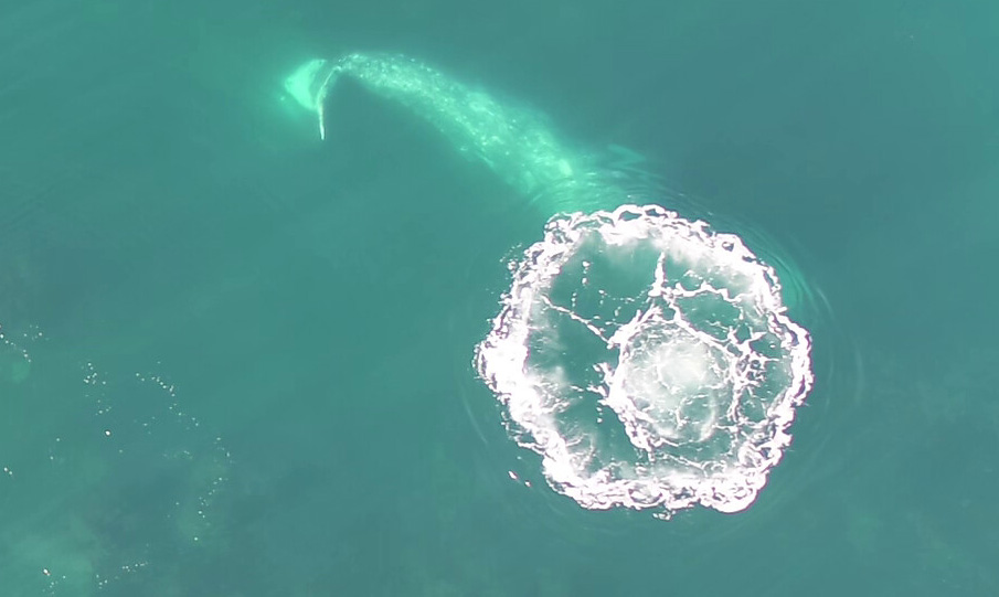 Oregon Coast Whale Watch Week Begins Amid More Worries About Gray Whale Population