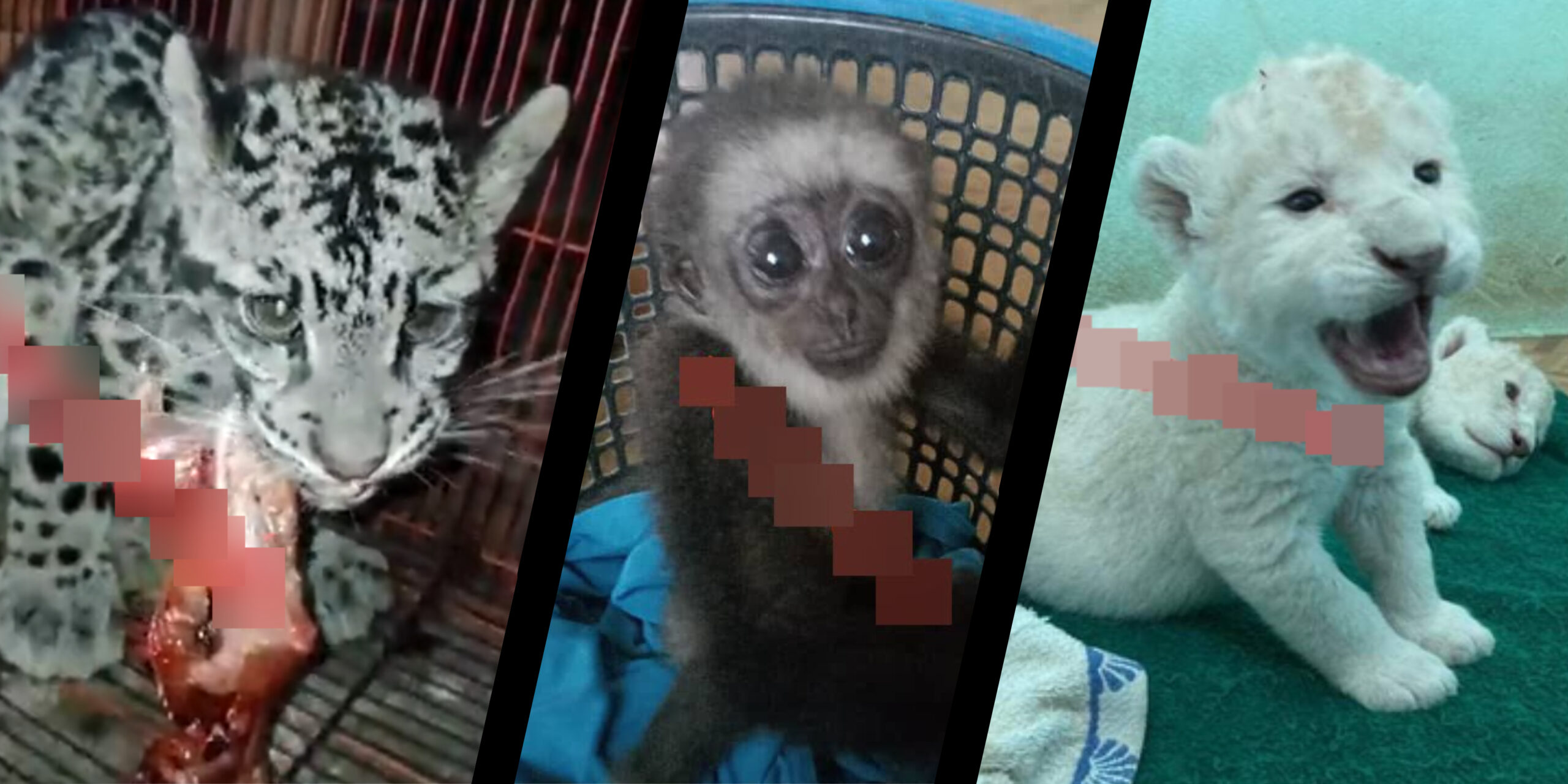 The Hunt for Malaysia's Elusive Wildlife Trafficker - bellingcat