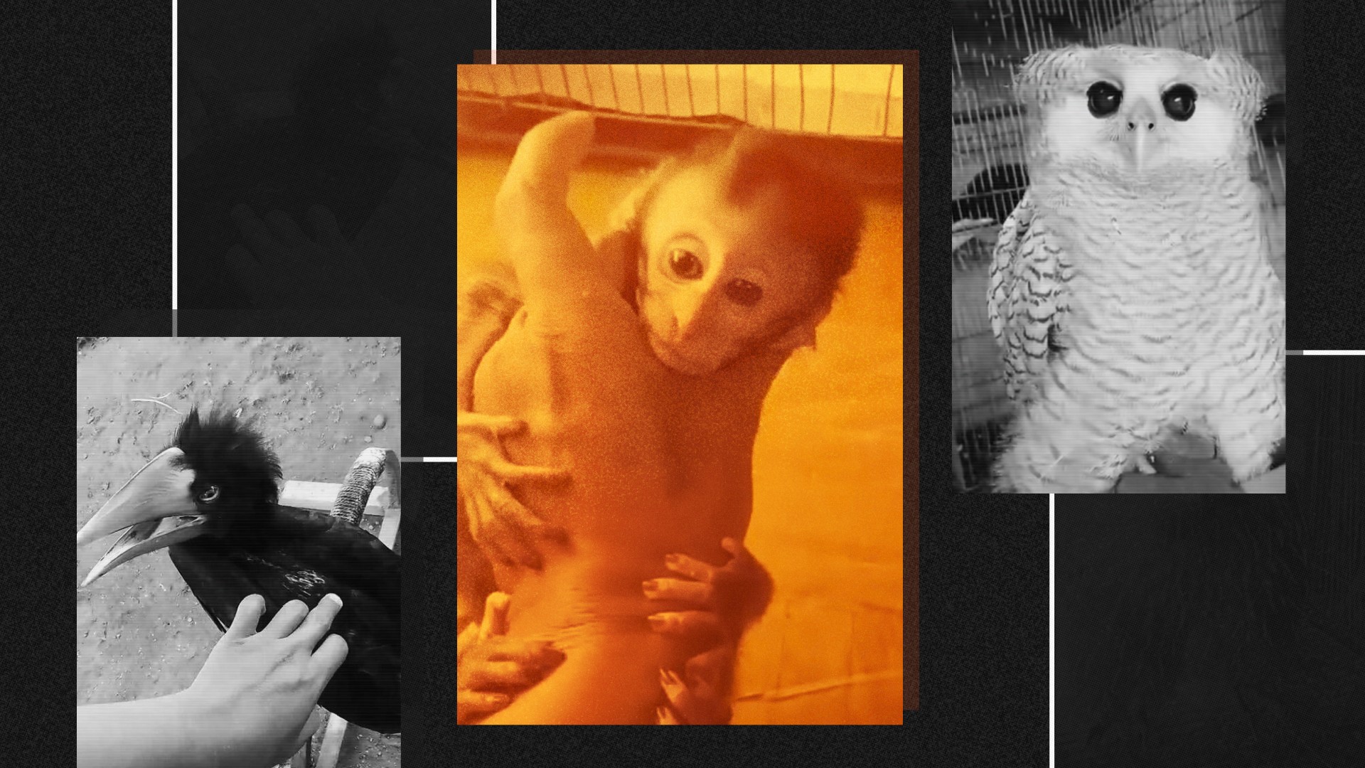 How Wildlife Traffickers Are Using Coded Language to Sell Protected Animals On Facebook - bellingcat