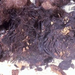 The Only Ancient Jewish Male Hair Ever Found - Biblical Archaeology Society