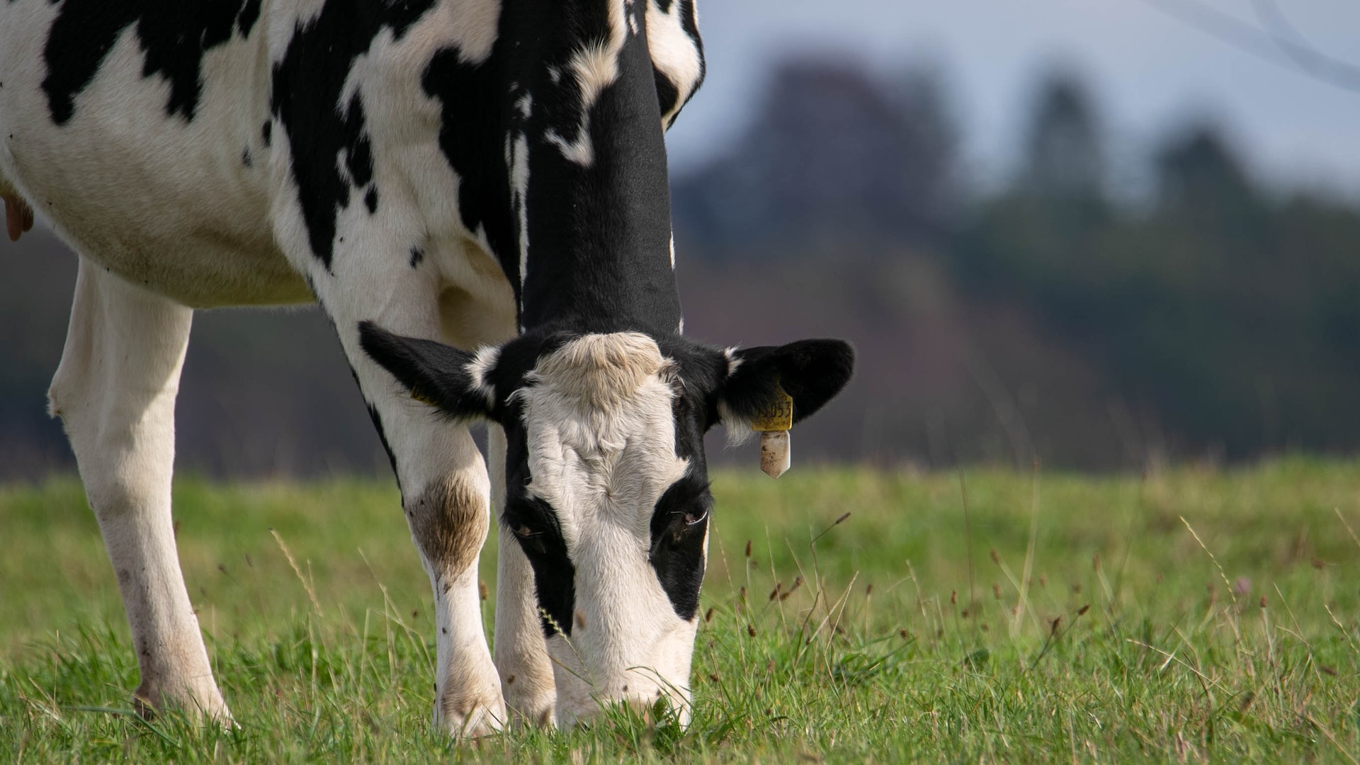 How does eating less meat help the planet? - Big Issue