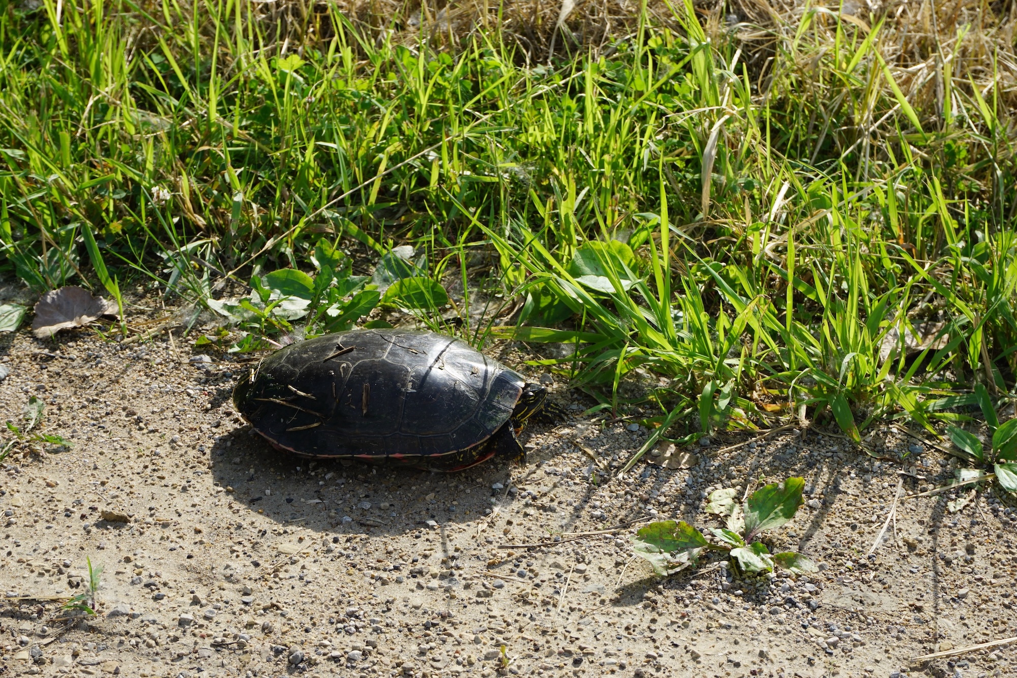 Why Iowa's Wildlife Action Plan matters, and how to make it happen - Bleeding Heartland