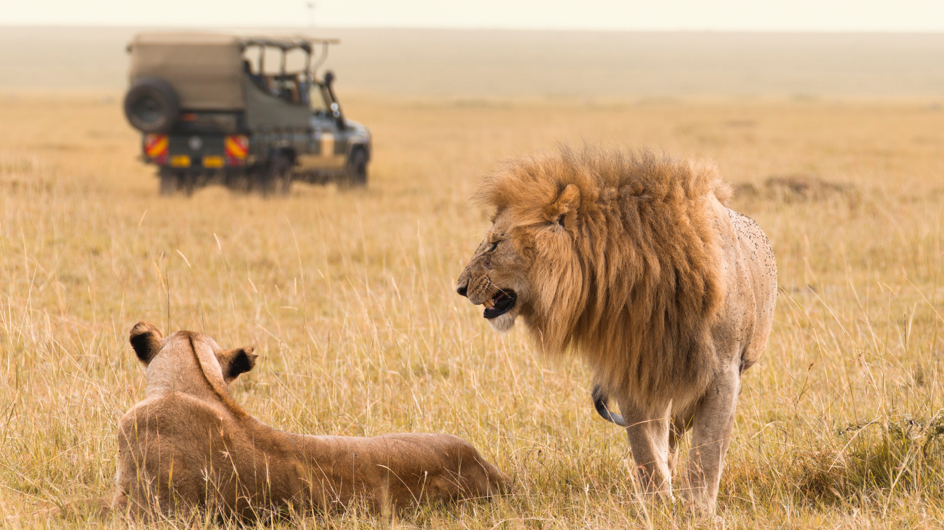 Fantastic News for West Africa: Regional Strategy on Combating Wildlife Crime is Adopted | Born Free USA