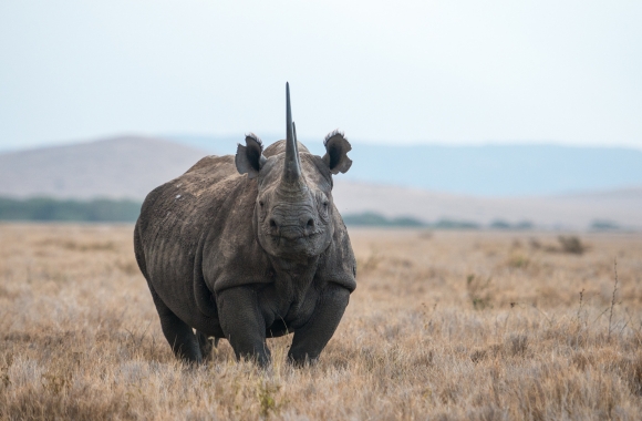 Celebrating Historic Wins for Wildlife at CITES CoP20! | Born Free USA