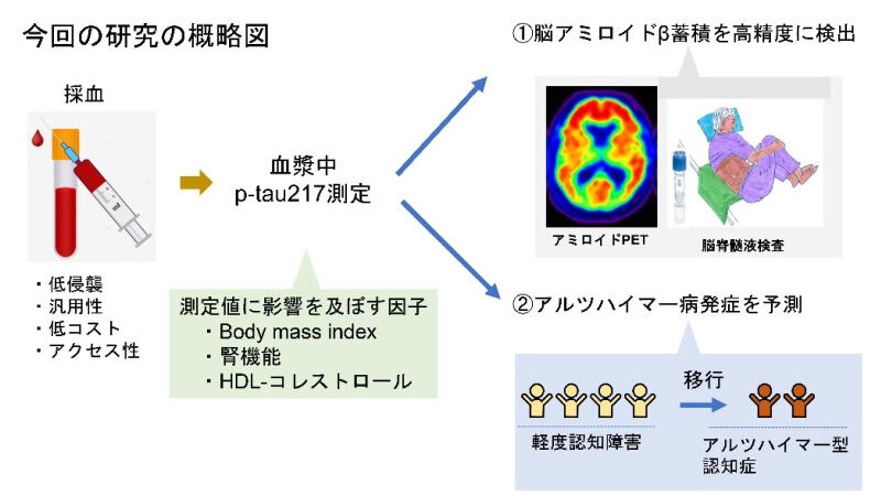 Evaluation of plasma p-tau217 biomarkers in detecting amyloid pathology and predicting cognitive outcomes: Observations from Japanese Alzheimer's disease neuroimaging initiative cohort | Research Findings | Brain Research Institute, Niigata University