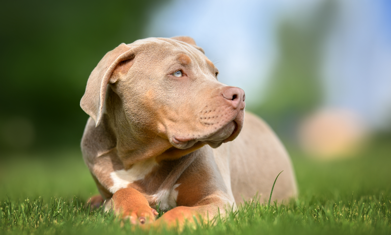 Dog Control Coalition responds to details of the Government’s ban on American bully XLs