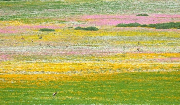 Postberg Nature Reserve in full bloom
