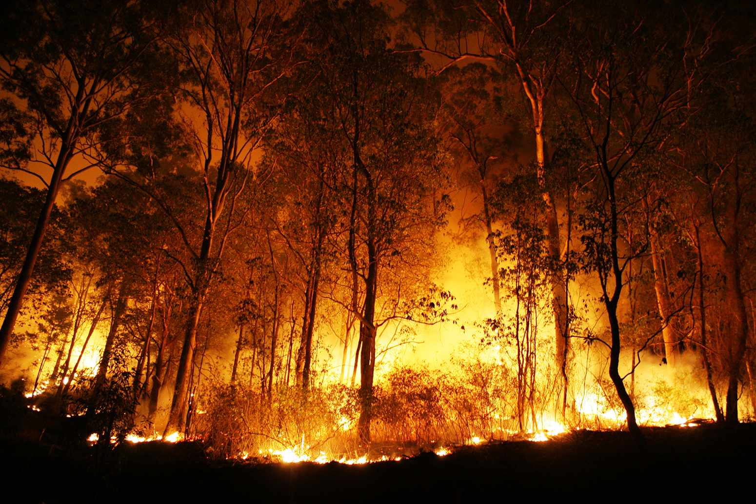 Global risk of wildfires on the rise as the climate warms, study says - Carbon Brief