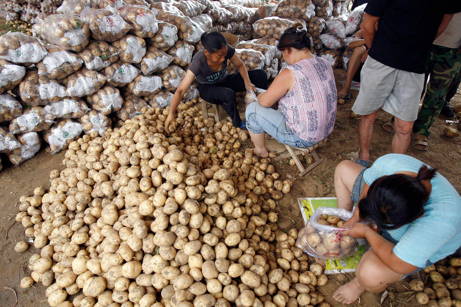 Dietary shift to potatoes could cut staple crop emissions in China by 25% - Carbon Brief