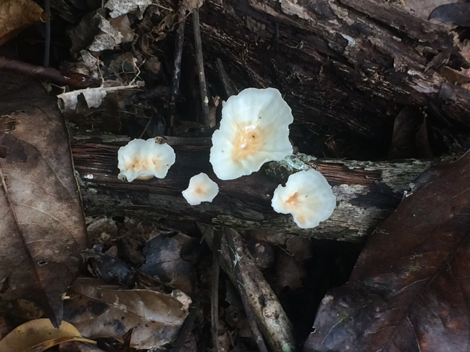 Replanted rainforests may benefit from termite transplants