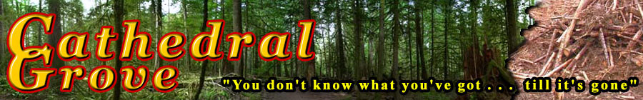 Cathedral Grove | Why Europeans Care | Tree Activism: North America & Australia