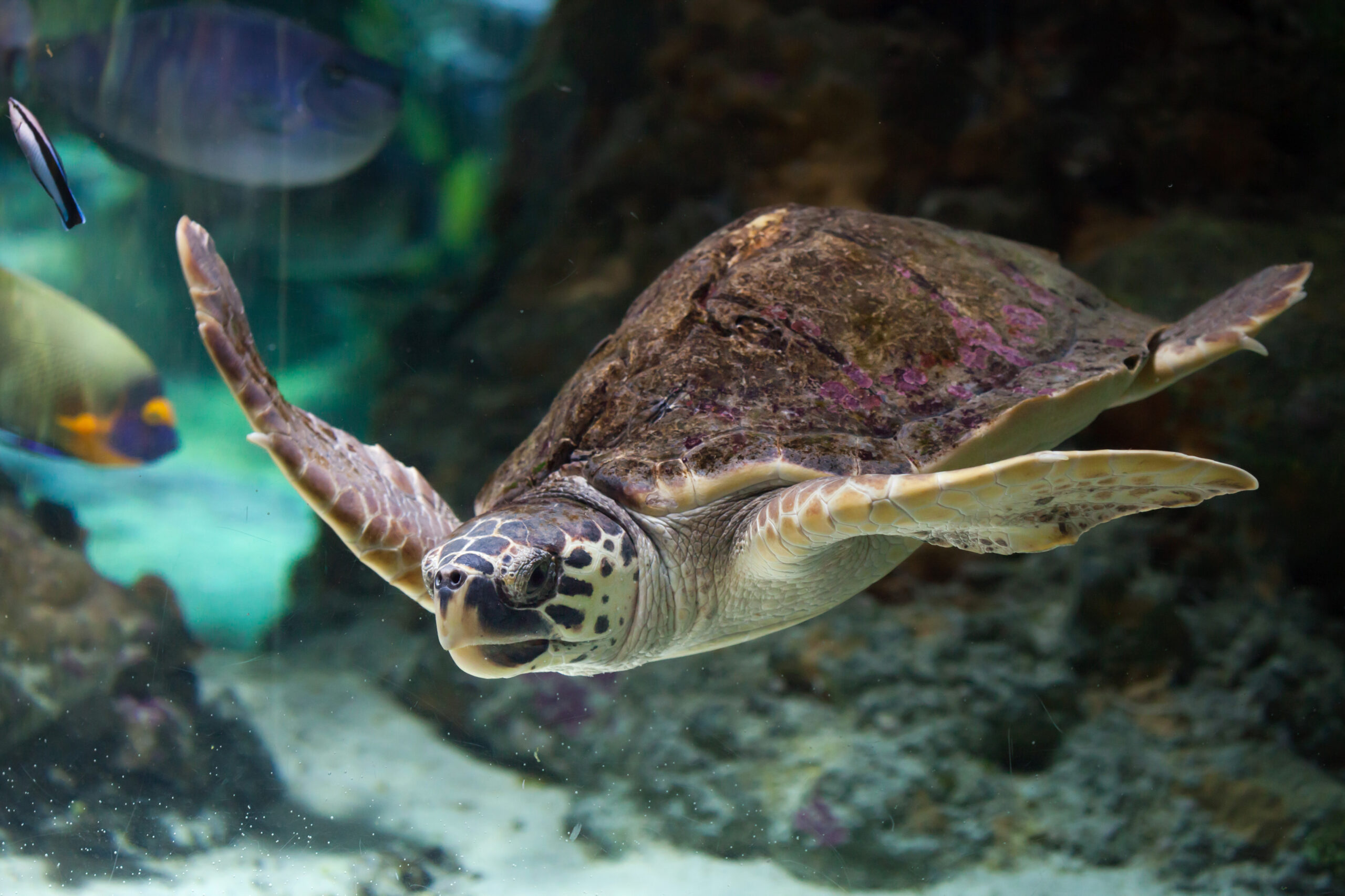 Loggerhead Turtle Conservation in Mexico: A Call for Action