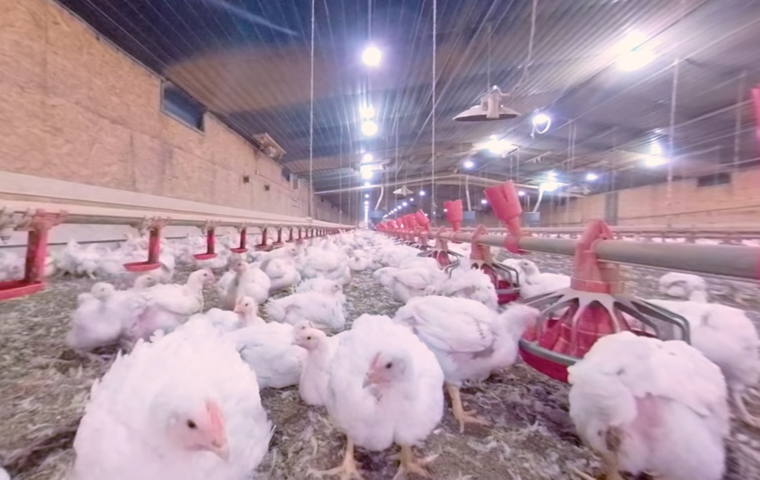 Take a 360° Virtual Reality Tour of a Chicken Hatchery, Farm & Processing Plant