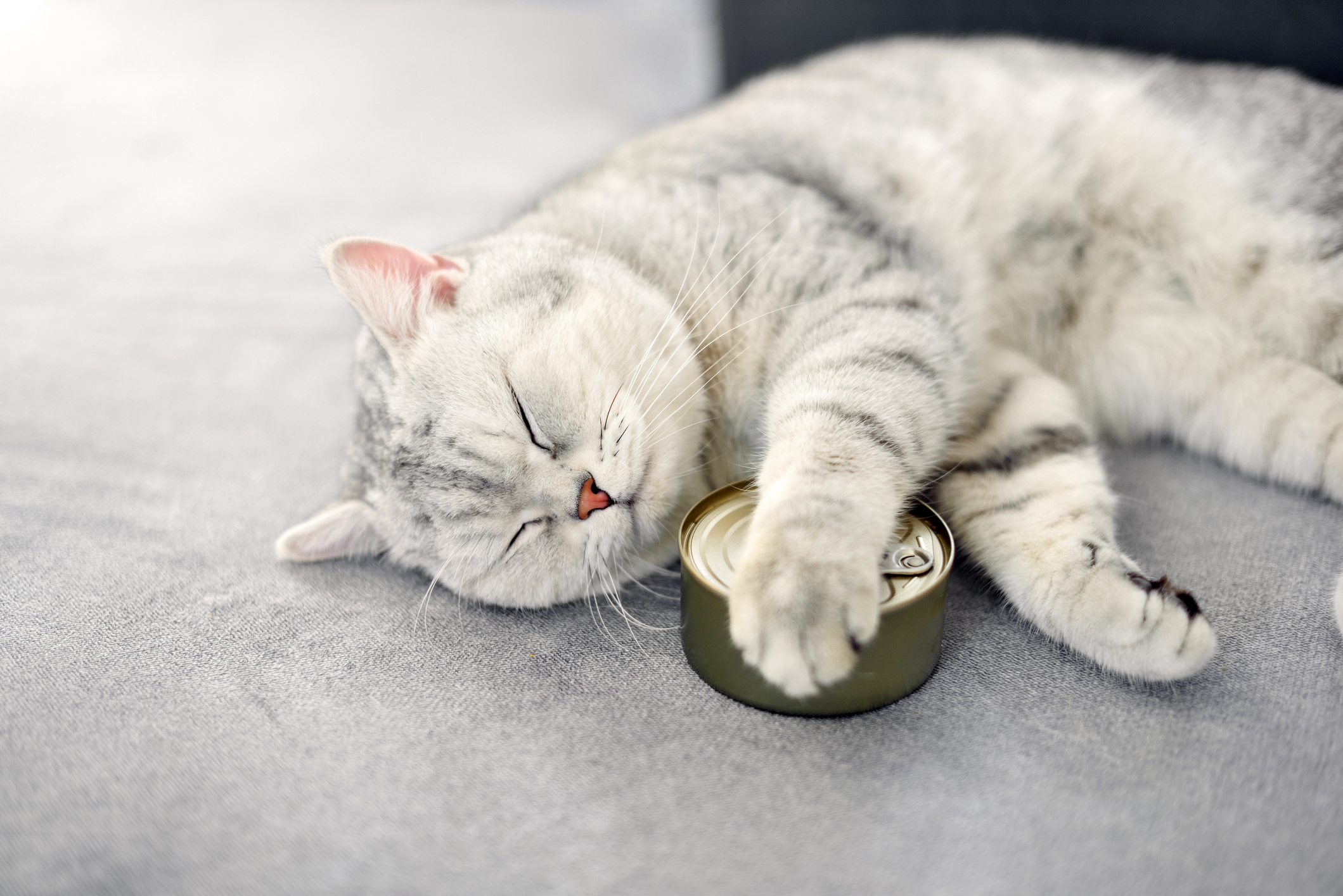 Überraschung im Napf: Dieser Katzenfutter-Testsieger verblüfft Tierbesitzer - CHIP