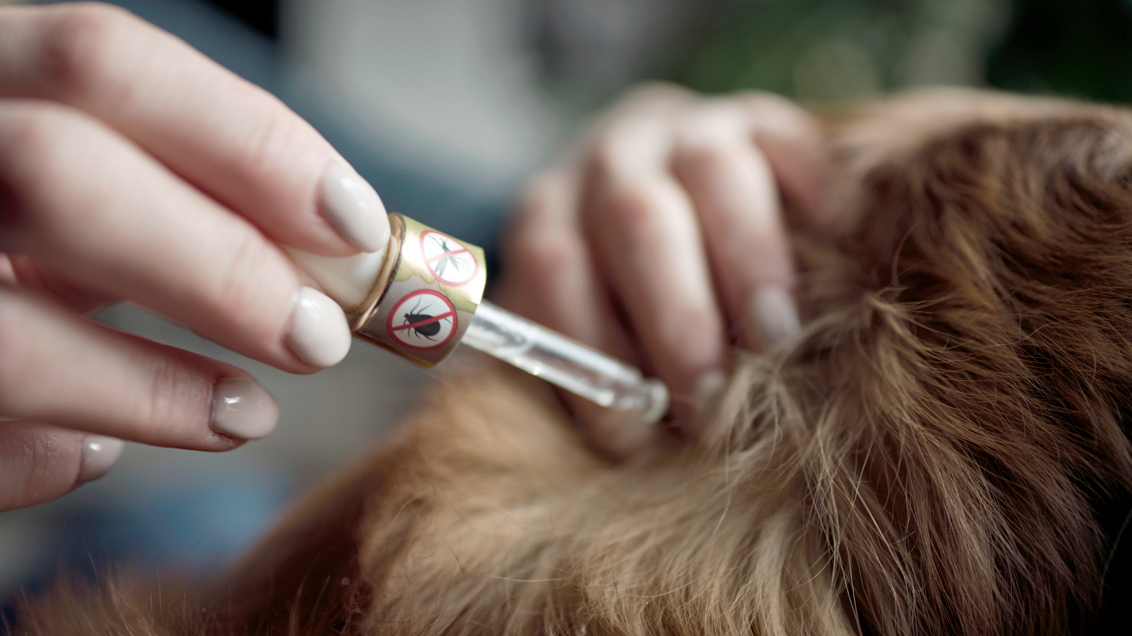 Zeckensaison in vollem Gange: Diese Produkte schützen Ihren Hund laut Test am besten - CHIP