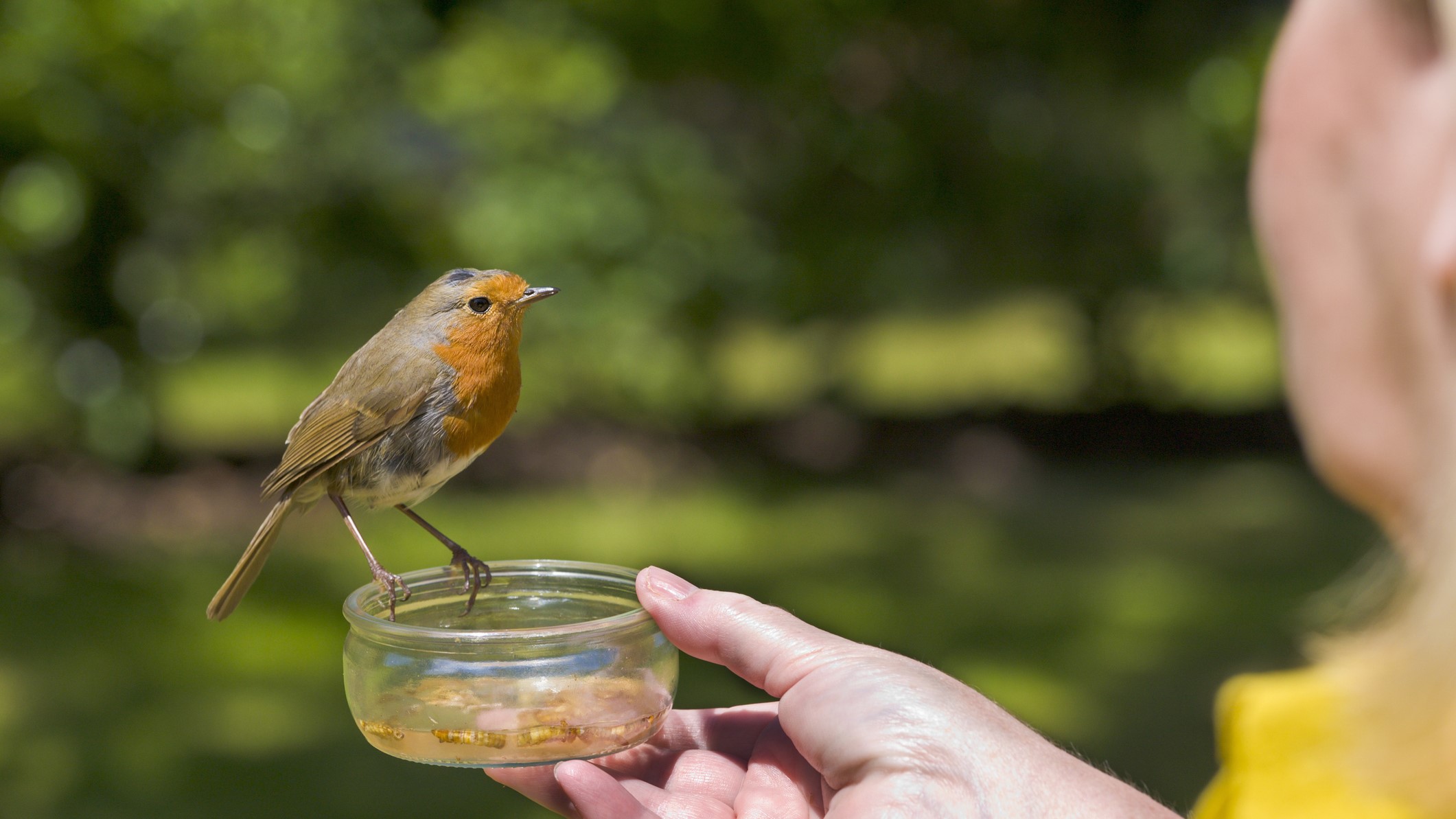 Vögel füttern im Sommer – sinnvoll oder schädlich? - CHIP