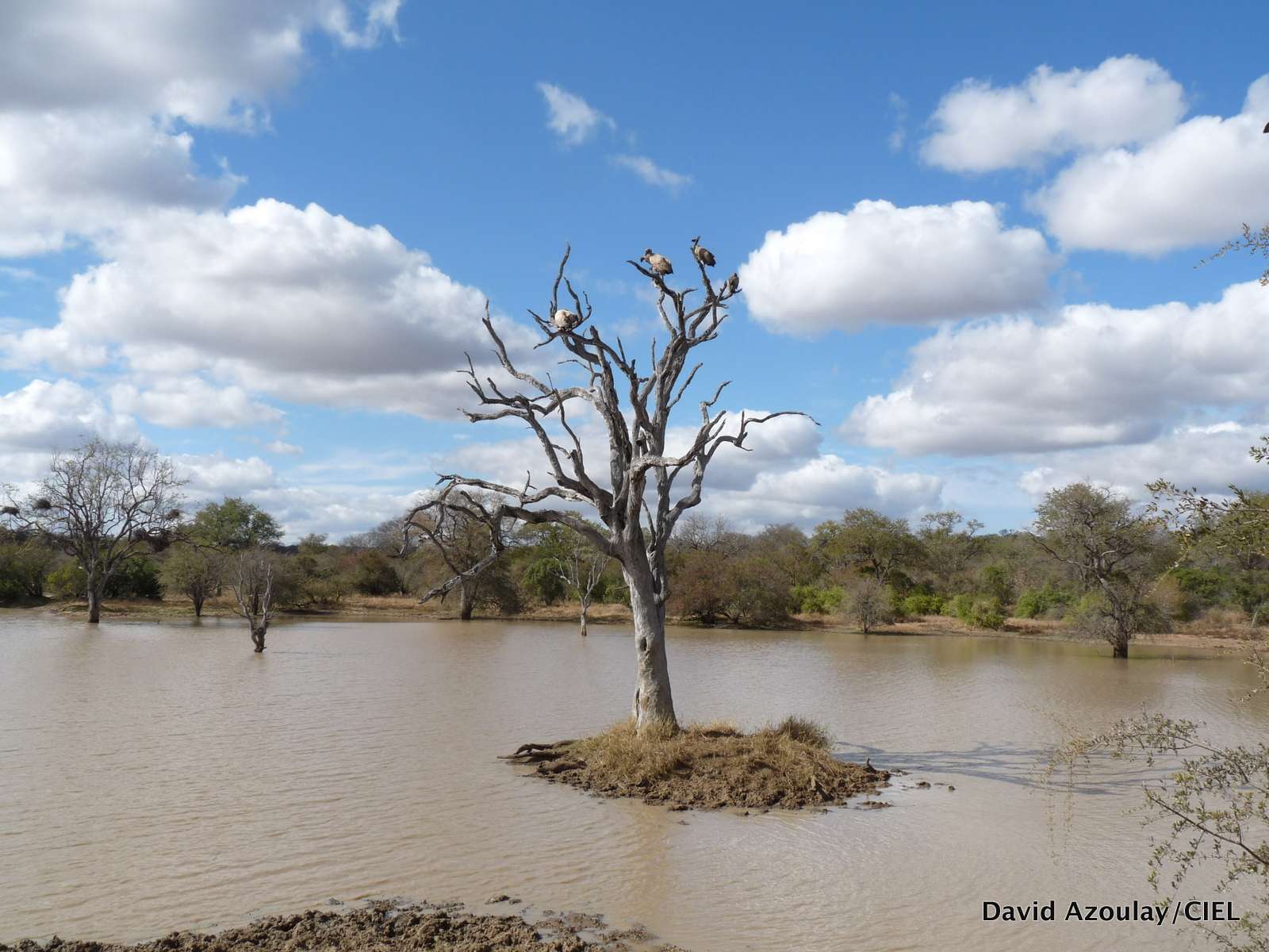 GREEN CLIMATE FUND: Show Me the Money (and Safeguards!) - Center for International Environmental Law