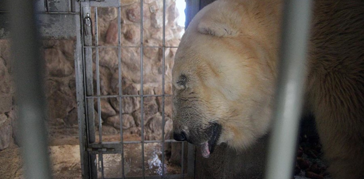 Murió Arturo, el oso polar del zoológico de Mendoza
