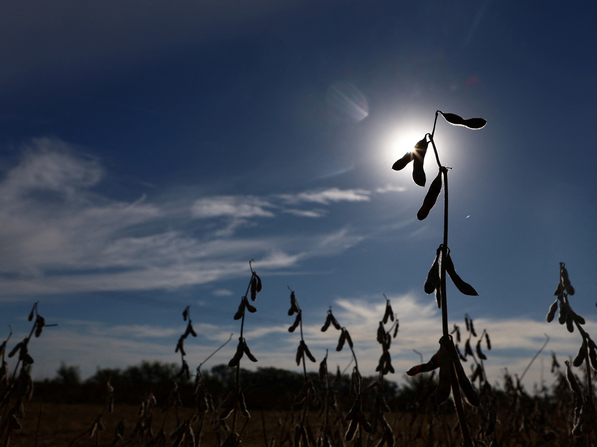 Entidades de Argentina y Paraguay firman un acuerdo para promover la comercialización de soja libre de deforestación a la Unión Europea
