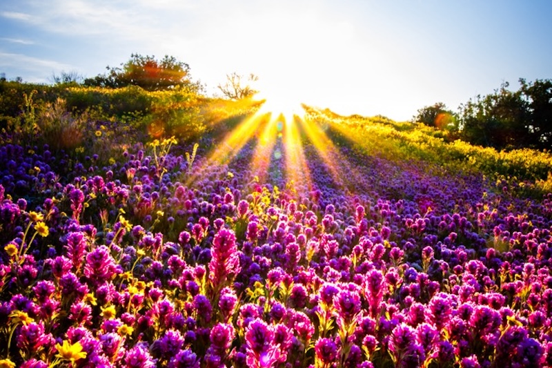 Carrizo Plain Superbloom Marks Monument's 25th Anniversary