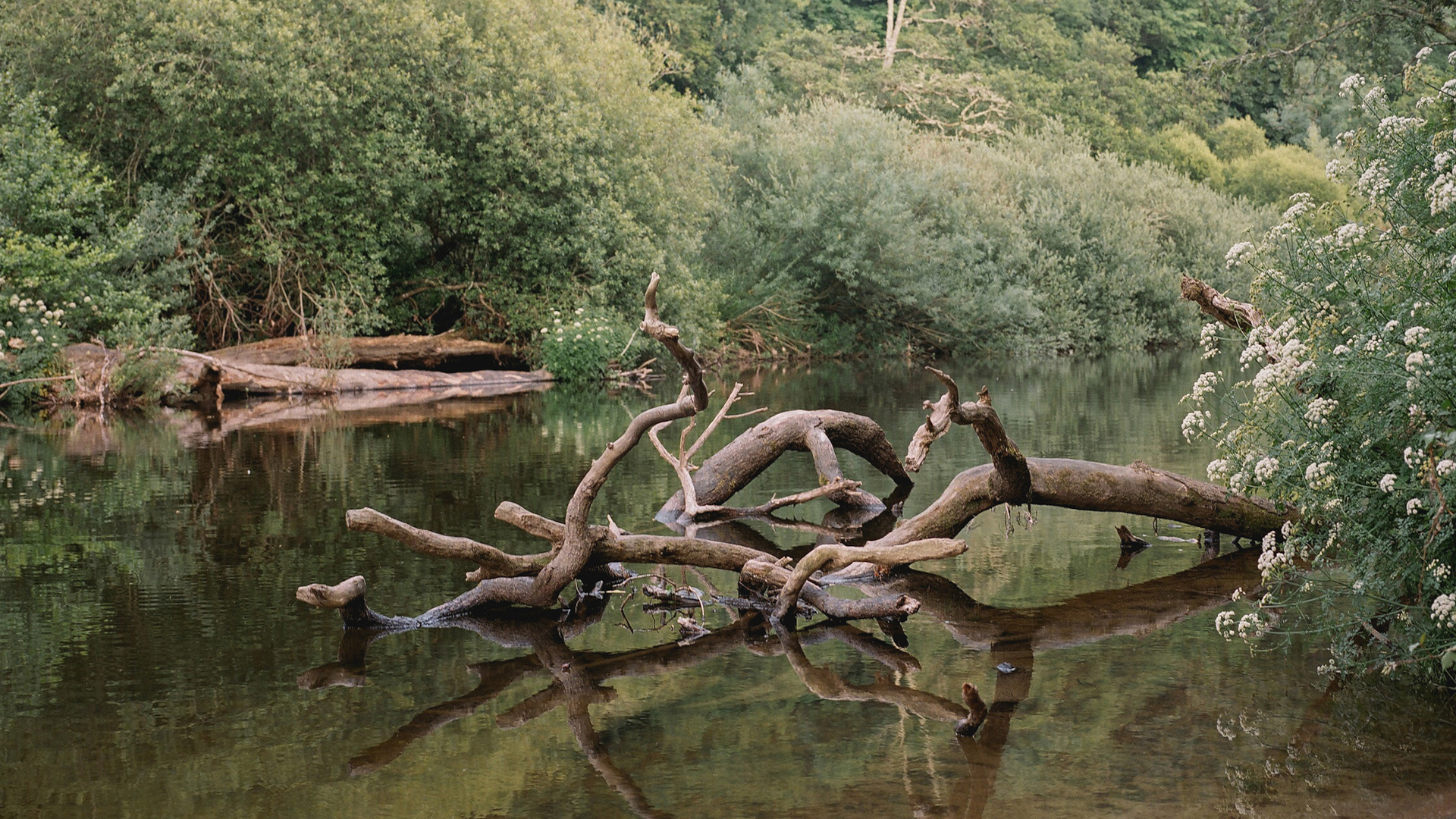 The secret movement bringing Europe’s wildlife back from the brink - Coda Story