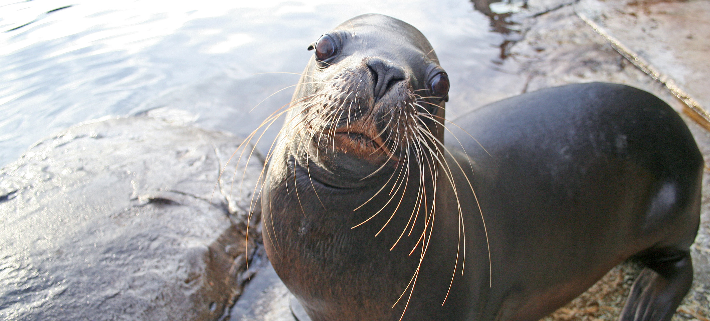 Sea Lion Atlanta - Colchester Zoological Society