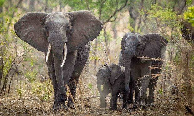 Trophy hunting cloud looms over Madikwe - Conservation Action Trust