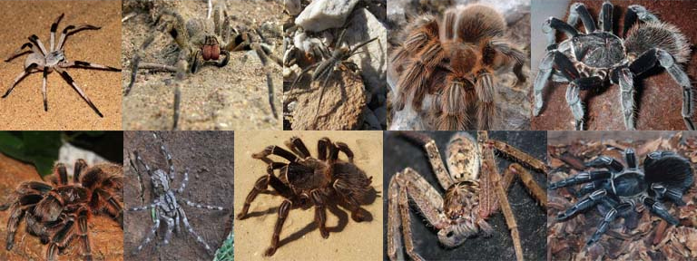 10 of the World’s Largest Spiders